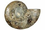 Cut & Polished Ammonite Fossil (Half) - Madagascar #292808-1